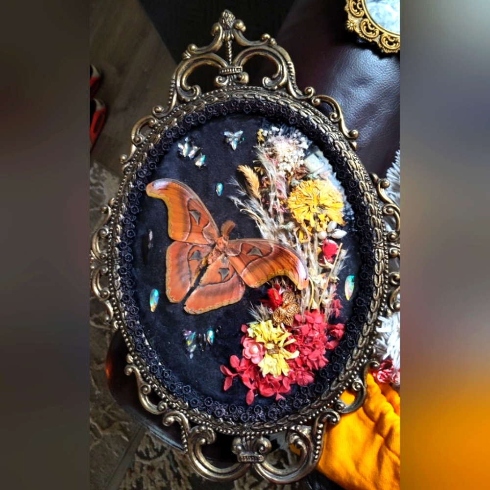Convex glass vintage frame with Gorgeous Real Atlas moth